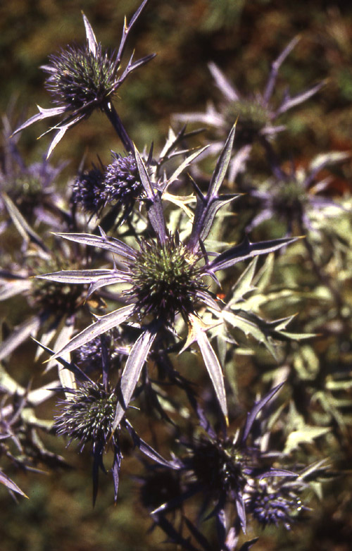 Fiori del Trentino